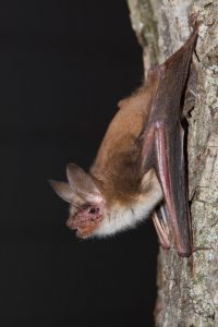 Eine Fledermaus sitzt an einer Wand.