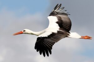 Ein Storch fliegt durch den Himmel. Er hat seine Flügel weit gespannt.