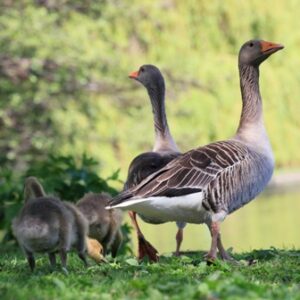 Eine Gruppe von Gänsen an einem See.