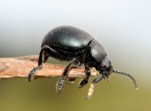 Ein Käfer von sehr nahe her zu sehen. Er sitzt auf einem Stück Holz.