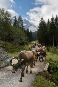 Bauern treiben Kühe über eine Straße in den Bergen. 