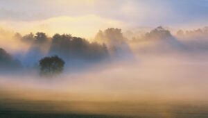 Wald steht aus dem Nebel hervor.