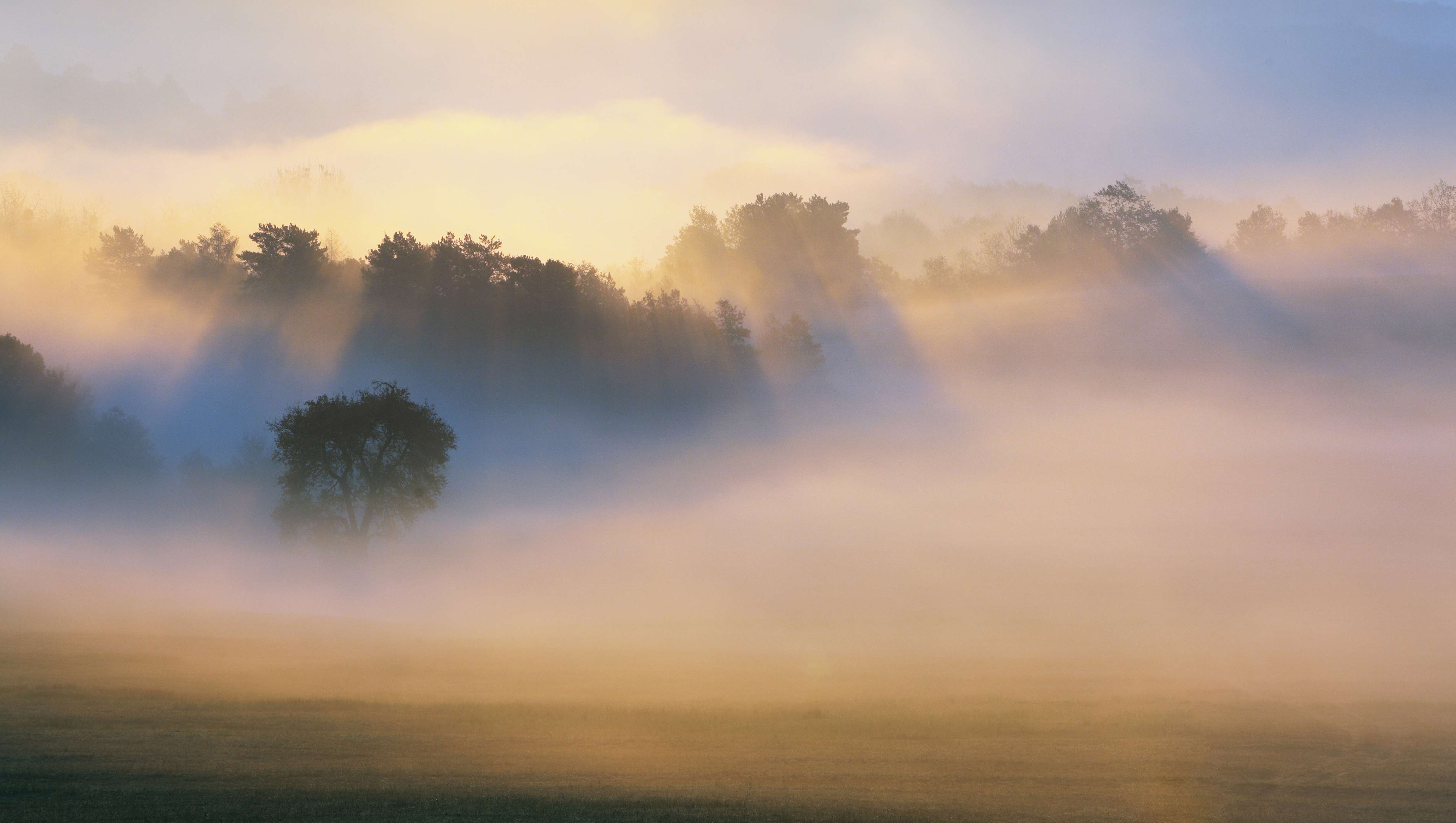 Wald steht aus dem Nebel hervor.