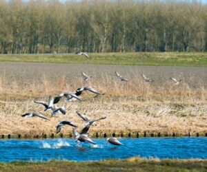 Wildgänse fliegen über einem Gewässer .