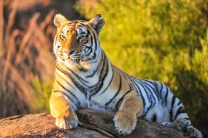 Ein großer Tiger sitzt auf einem Stein.