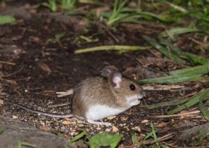 Eine Maus sitzt auf einer Erde mit Grashalmen.