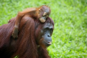 Ein Orang-Utan trägt sein Kind über eine Wiese. 