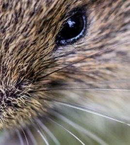 Die langen Haare einer Nase von einer Maus sind von sehr nahe her zu sehen.