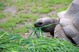 Eine Riesenschildkröte frisst Grashalme.