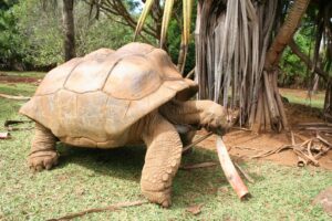 Eine Riesenschildkröte steht neben einem Baum.