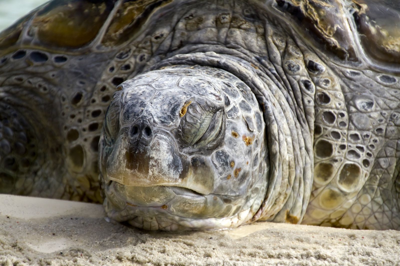 Eine Riesenschildkröte schläft. Fast nur ihr Kopf ist zu sehen.