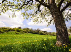 Man sieht einen Baum und dahinter eine Wiese. Sie leuchtet hell von der Sonne.