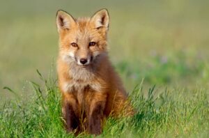 Ein Fuchs sitzt auf einer Wiese.