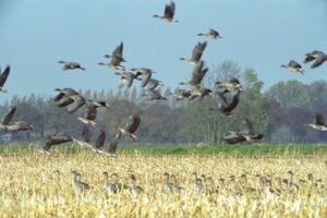 Ein Schwarm Gänse fliegt von einem Feld.