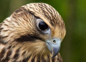 Der Kopf eines Greifvogels.