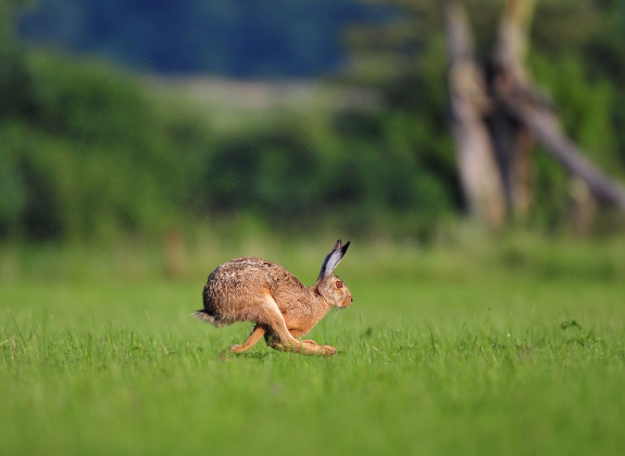 Ein Hase rennt auf einer Wiese von links nach rechts.