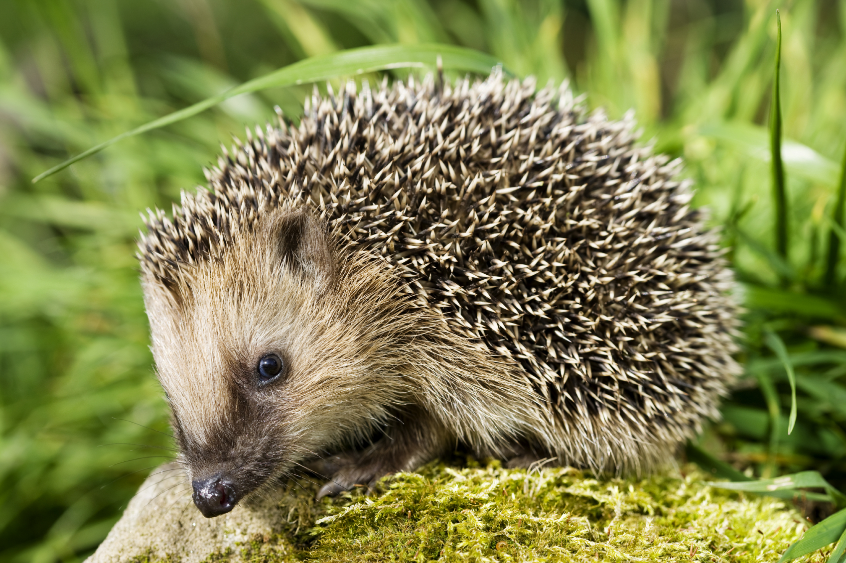 Ein Igel von der Seite her gesehen.