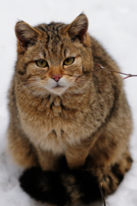 Eine Katze steht in ihrem Winterfell im Schnee.