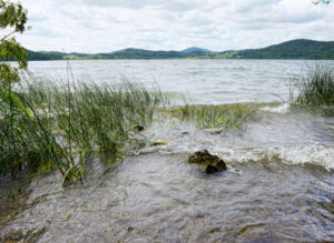 Wir sehen den Laacher See in der Eifel vom Ufer her. Das Wasser des Sees hat die Pfalnzen am Ufer umspült.