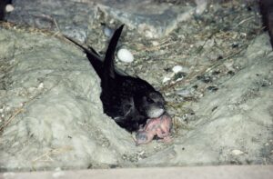 Ein Mauersegler sitzt in einer Steinkuhle. Hier hat er sein Netz gebaut.