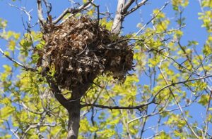 Ein Eichhörnchen Nest liegt oben in einem Baum.