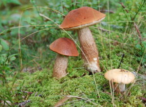 Drei Pilze wachsen auf dem Waldboden. Sie sind von sehr nahe her zu sehen. 