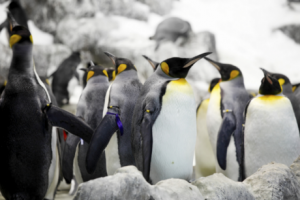 Eine Gruppe von Pinguinen steht sehr dicht aneinander.