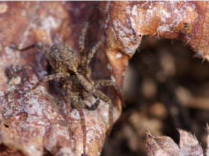 Eine Spinne sitzt in Winterstarre auf dem Boden.