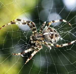 Eine große Spinne bewegt sich durch ein weißes Netz.