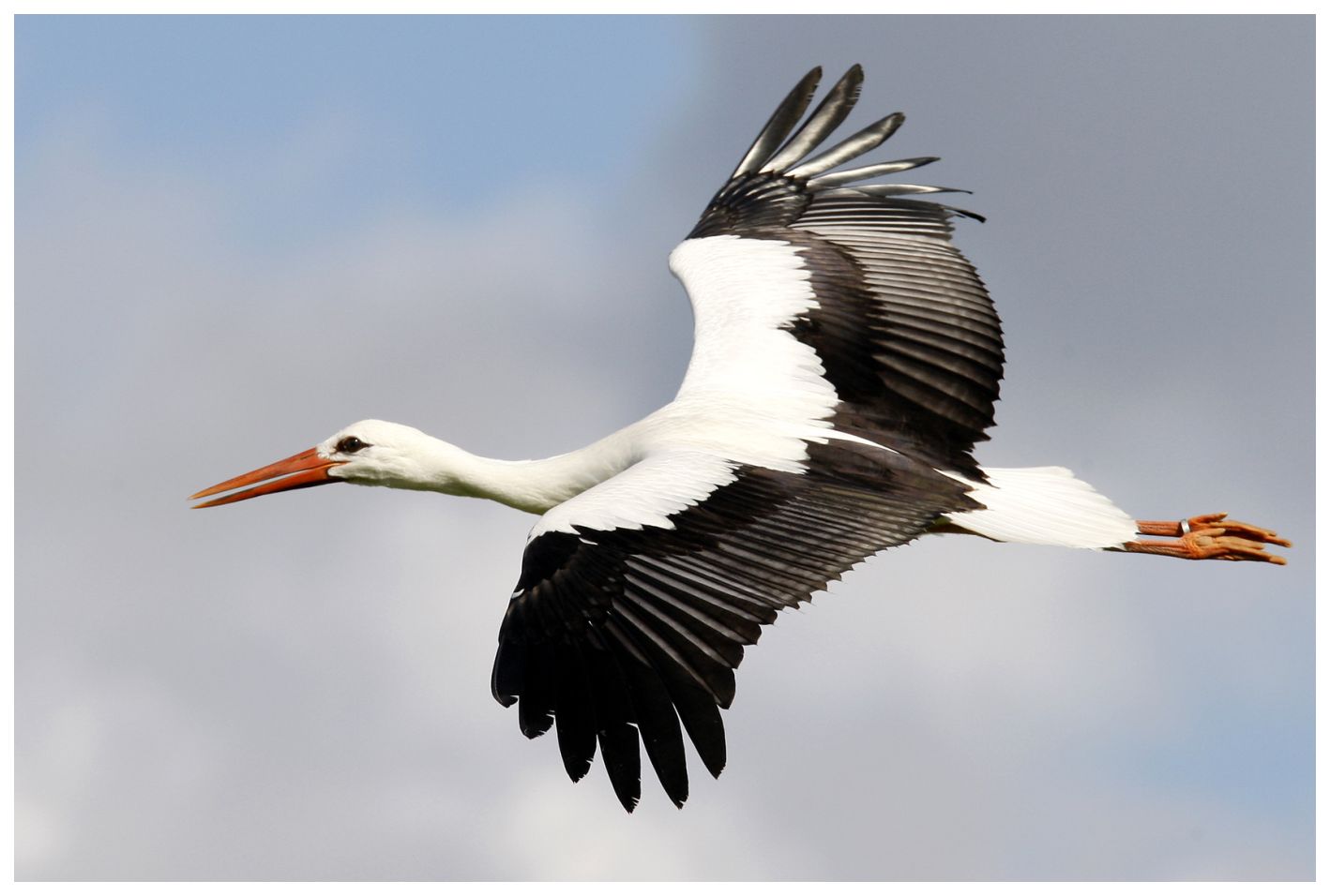 Ein Storch fliegt von rechts nach links durch das Bild.