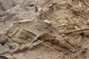 Mehrere Knochen von Dinosauriern liegen auf einem braunen Grund aus Sandstein.