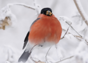 Ein roter Vogel hat ein aufgeplustertes Gefieder. Er sitzt auf einem verschneiten Baum.