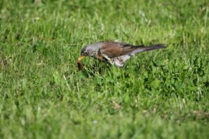 Ein Vogel pickt nach einem Wurm auf einer Wiese.