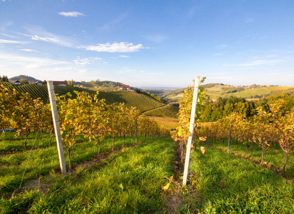 Ein Weingarten an einem Hang. Er erstreckt sich über mehrere Hügel.