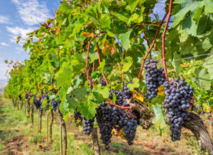 Eine Reihe von Weinpflanzen steht in einem Weingarten. Mehrere reife Reben von Weintrauben hängen an den Pflanzen. 