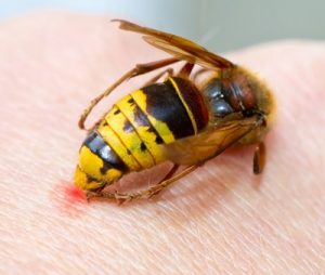 Eine Wespe sticht eine Haut.