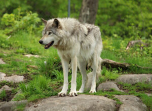 Ein Wolf im Wald.