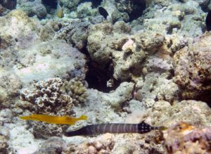 Ein Trompetenfisch schwimmt in einem Korallenriff. 