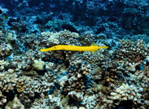 Ein Trompetenfisch schwimmt in einem Meer.