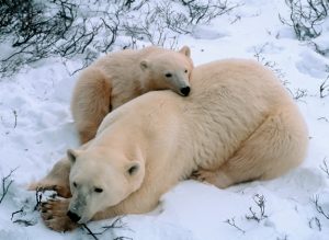 Eine Eisbärenmutter und ihr Kind liegen im Schnee.