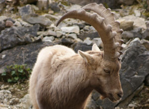 Ein Steinbock von sehr nahe her. Er hat große Hörner.