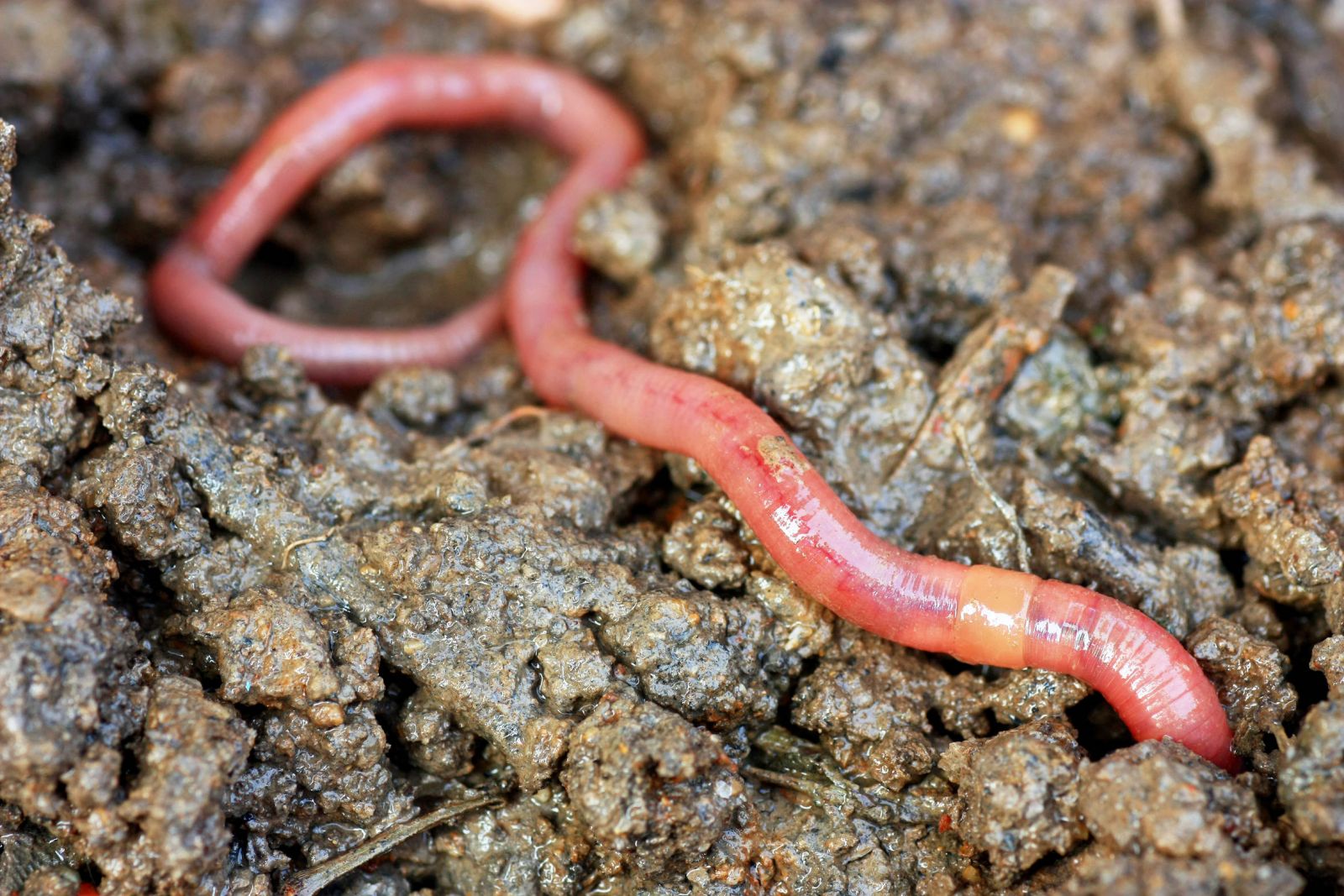 Ein Wurm bewegt sich durch feuchte Erde.