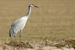 Ein Kranich von sehr nahe her in einem Feld.