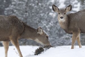 Zwei Rehe stehen in einem Winterwald. Eines isst ein wenig Gras vom Boden.