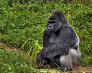 Ein Gorilla sitzt auf einer Wiese.