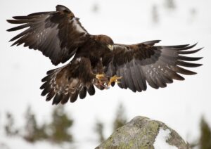 Ein Adler landet auf einer Steinspitze.