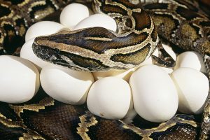 Eine Schlange kriecht über einige Eier. 