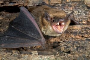 Eine Fledermaus sitzt auf einer Wand aus Stein. Sie reißt den Mund auf.