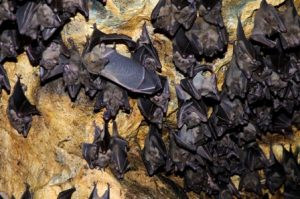 Eine Gruppe von Fledermäusen hängt in einer Höhle von der Decke.