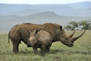 Ein Nashorn und sein Kind stehen in Afrika auf einer Wiese.